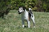 PARSON RUSSEL TERRIER 160